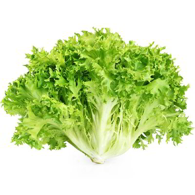 Indivia riccia 350g in dettaglio